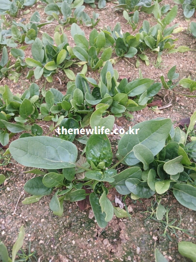 국내 밭에서 재배되는 시금치 모습과 빈혈 예방에 도움 되는 시금치 효능의 원천