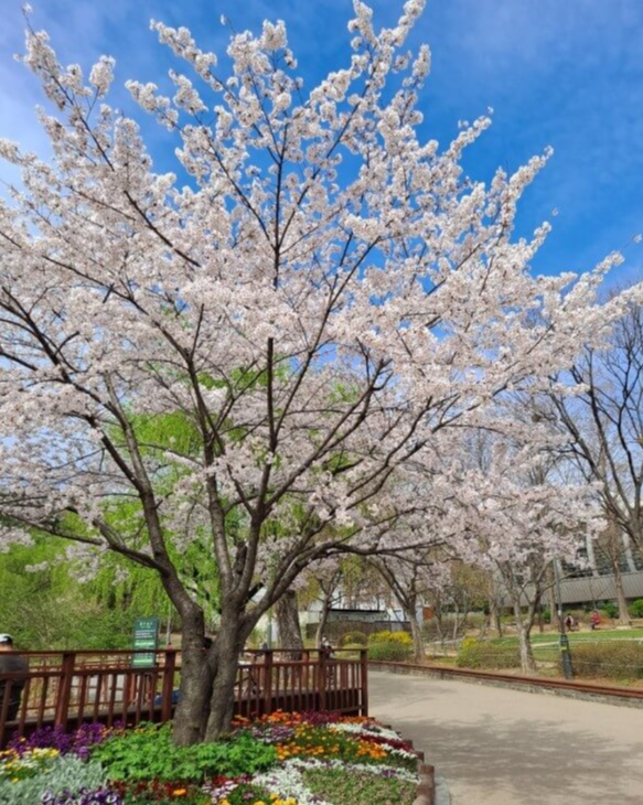 보라매공원