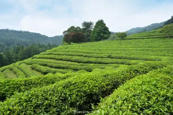 보성 녹차밭 대한다원 입장료 주차 코스 정보 총정리_2