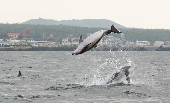 설연휴 제주도여행