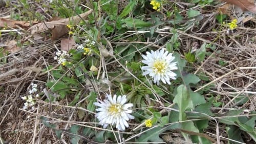 민들레-흰민들레-잎-뿌리-꽃-먹는법