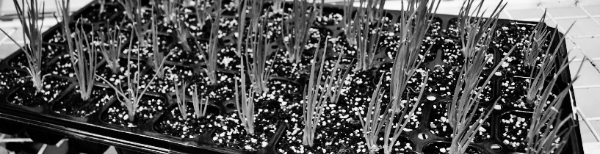 쪽파 보관법: 냉장고의 신선실