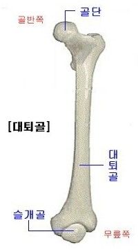 대퇴부 골절
