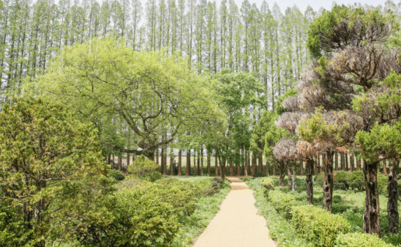 아가페정원 메타세콰이어길