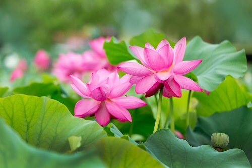 7월 꽃축제 꽃구경 인생사진 명소