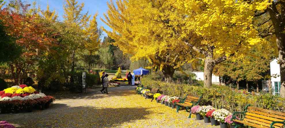 피나클랜드 튤립 수선화 축제