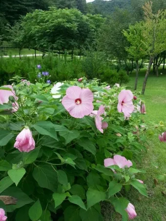 8월에 피는 꽃 이름 종류별 특징 정리 보기_13