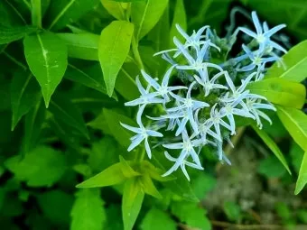 5월의 야생화 백화등 소리쟁이 낮달맞이꽃 알프스민들레_4