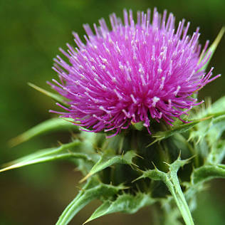흰무니 엉겅퀴(Milk Thistle)