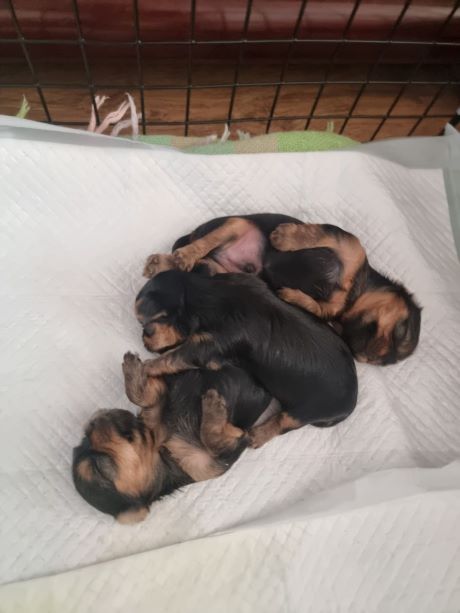 형제들과 옹기종기 모여 잠든 모습의 사진