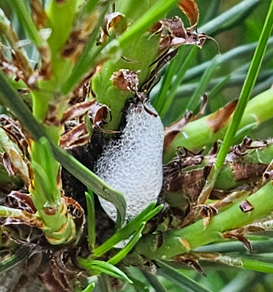 솔거품벌레 거품2