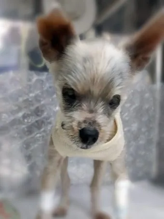 노령견 신부전2기 자연식 화식 레시피 건강식_10