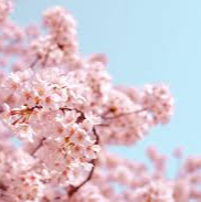 2025 대한민국 벚꽃 개화 시기 총정리! 지역별 명소 & 축제 일정