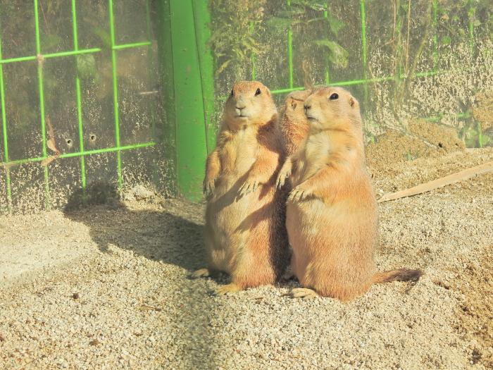 아침고요수목원 수국축제
