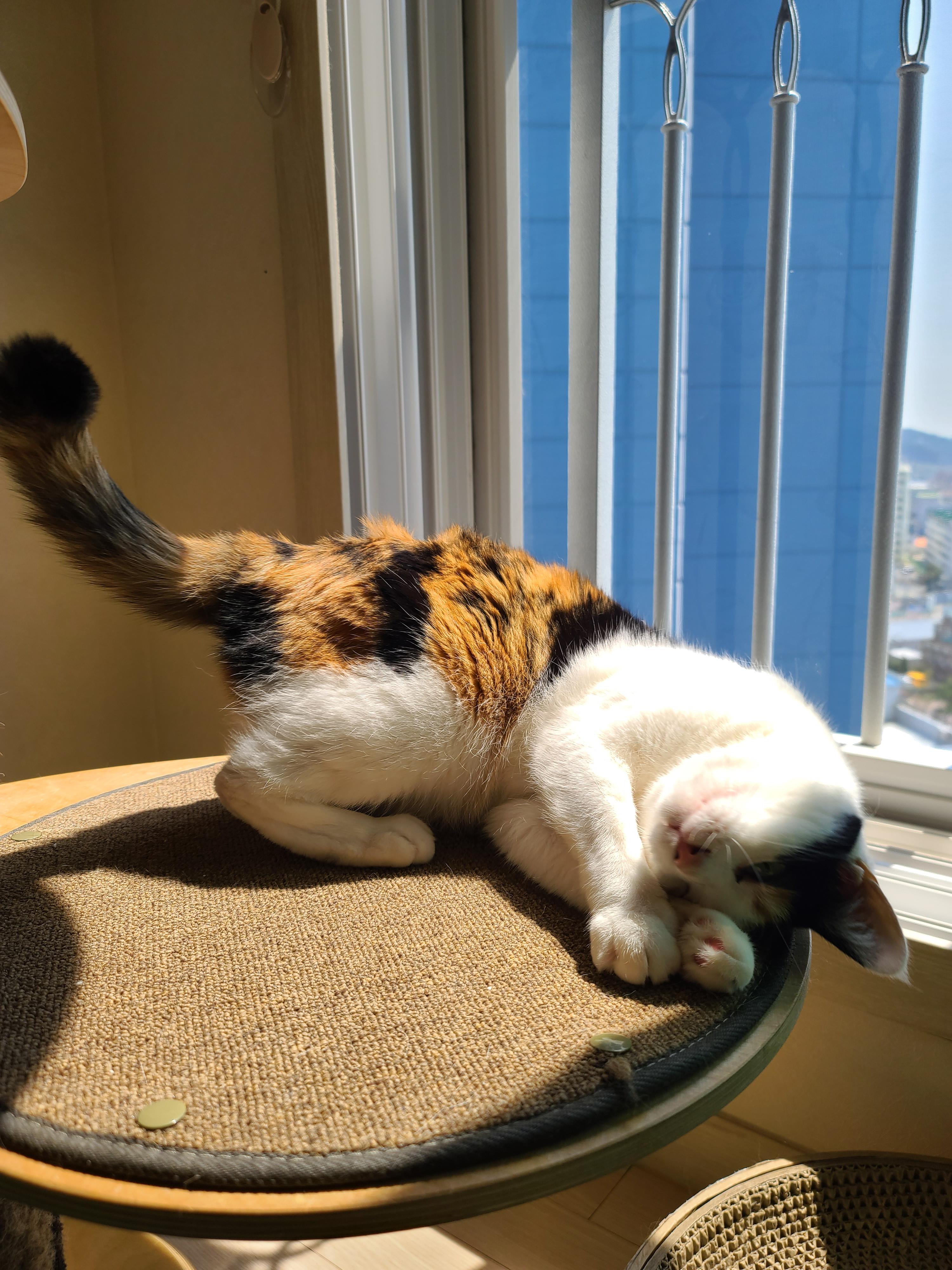 햇빛 쬐면 아기맹수로 변신하는 삼색이 고양이 요미.