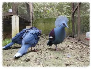 보홀 맨 메이드 포레스트