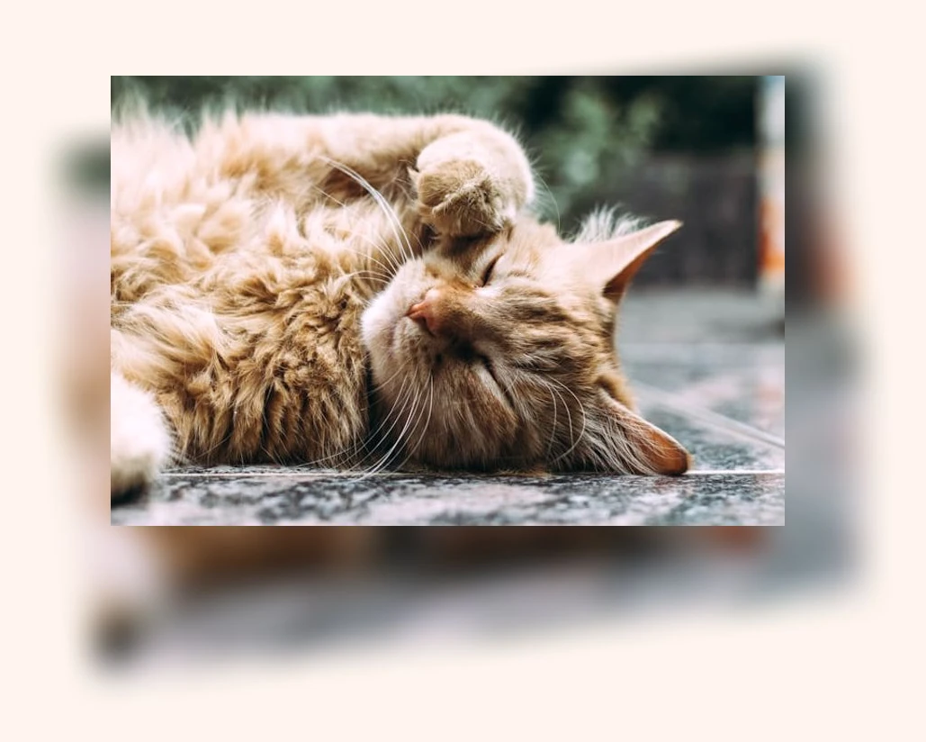 고양이 스트레스 관리_1_subsection