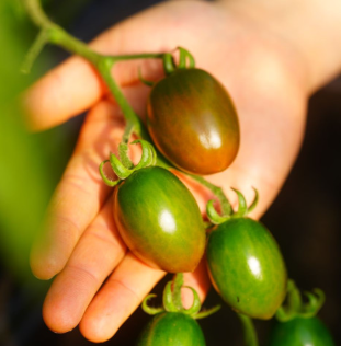 채고농장 흑방울토마토