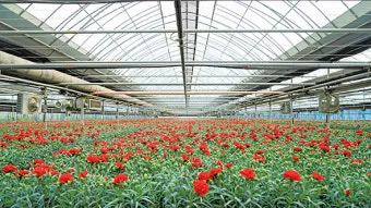 카네이션 재배 삽목 번식 거름 주기 연중 개화_5