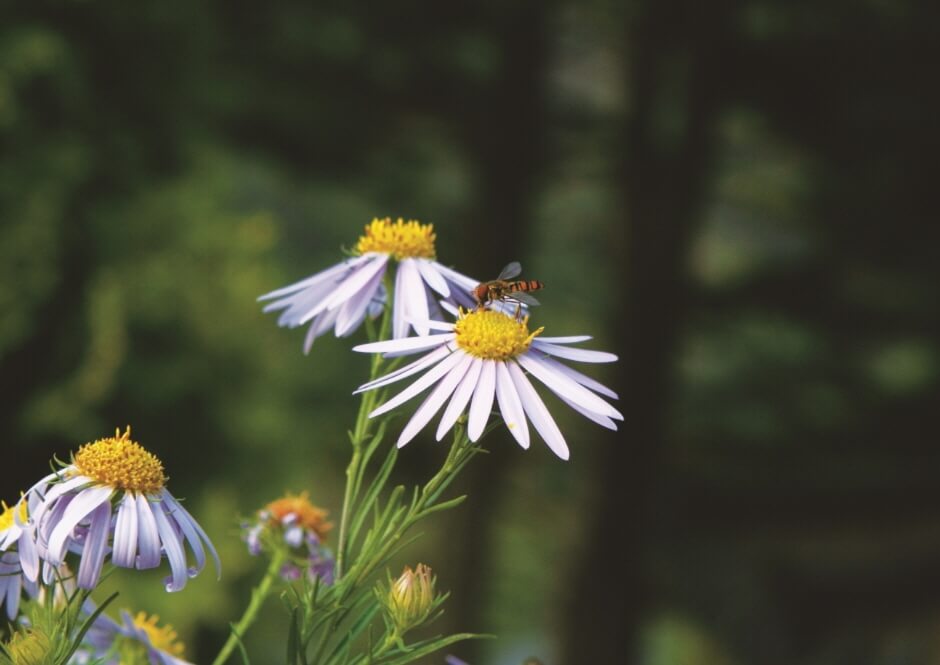 들국화 전시회2
