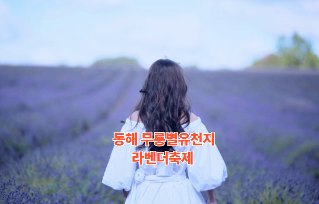 동해 무릉별유천지 라벤더축제