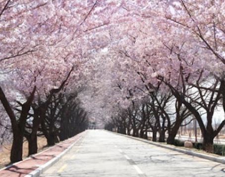횡성 벚꽃