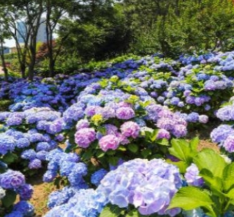 울산 장생포 수국축제