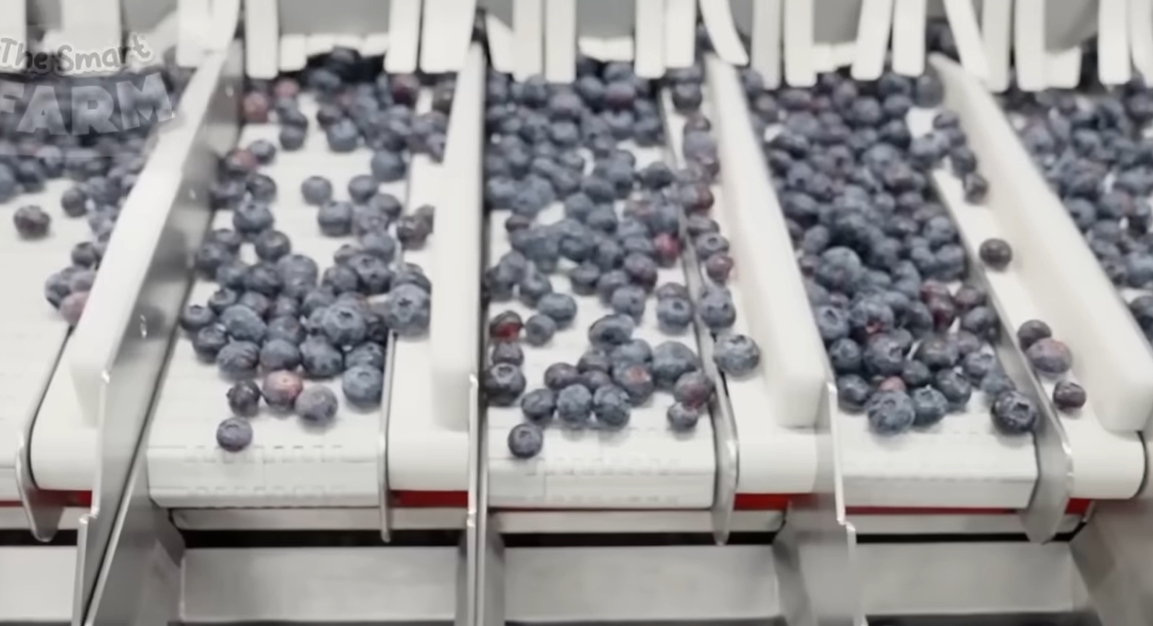 블루베리 효능 부작용