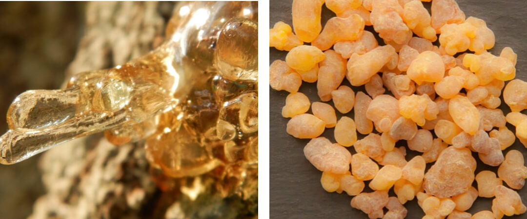 보스웰리아 수액 및 건조시킨 사진