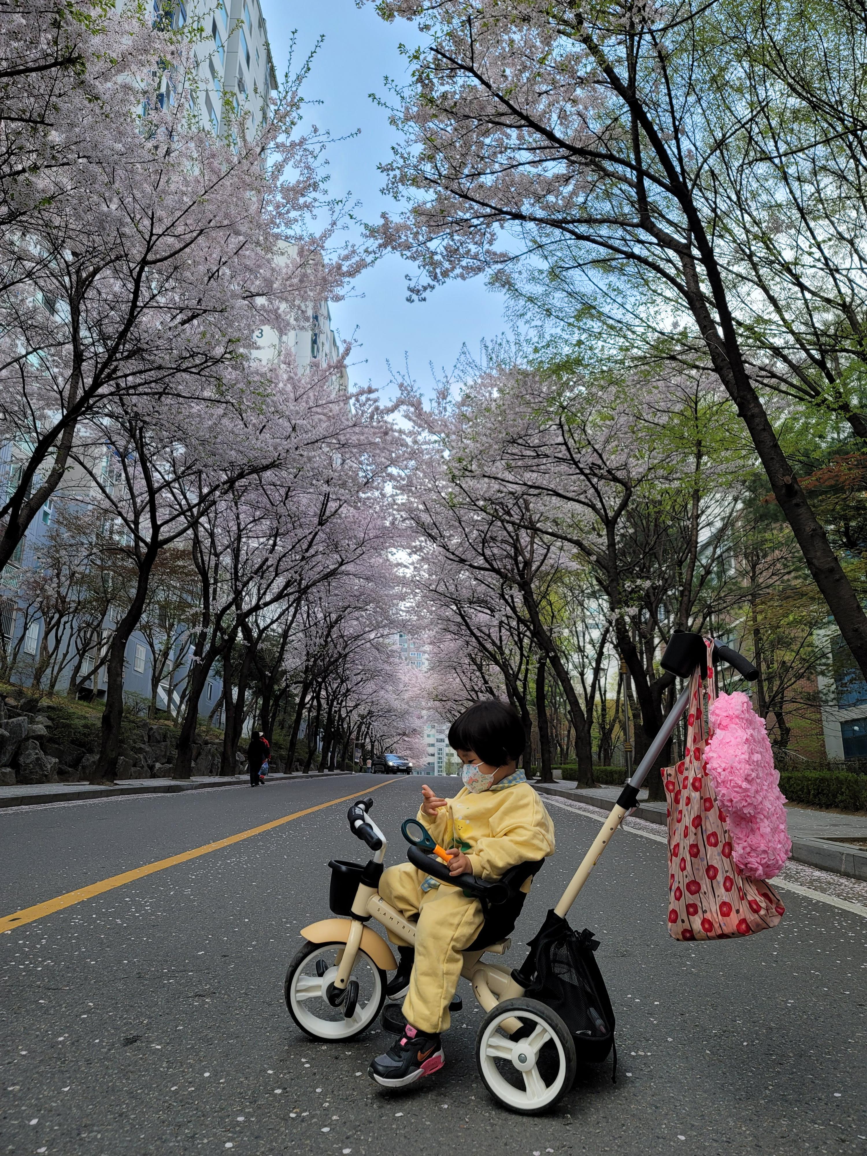 수원 숨은 벚꽃 명소