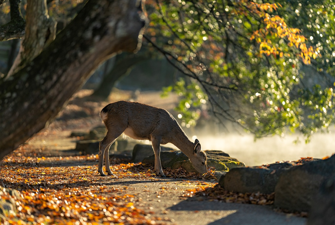 광복절 나비부인 KBS 방영논란
