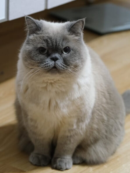 고양이 노화 초기 체중 감소 원인