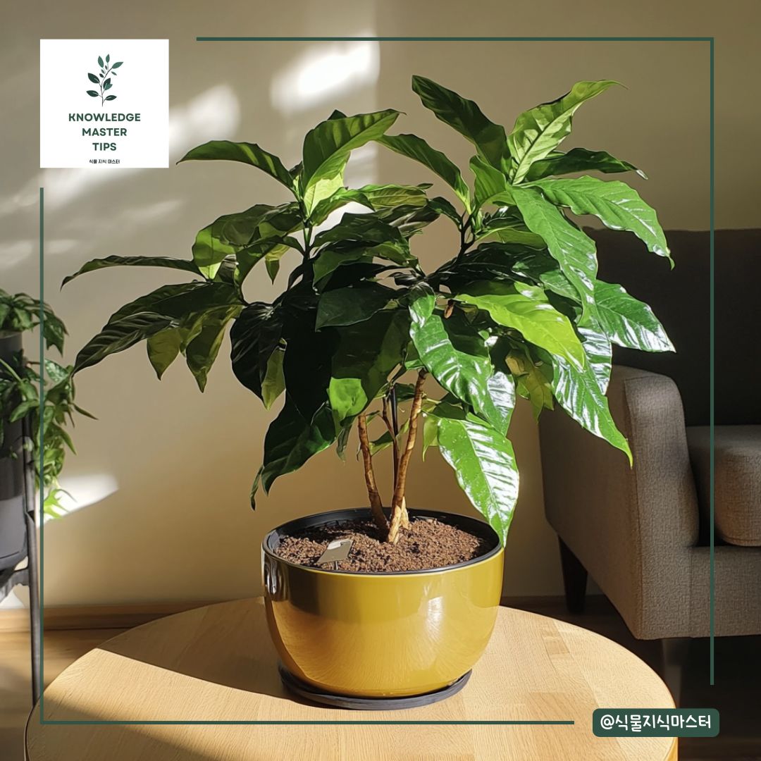 커피나무 키우기 완벽 가이드