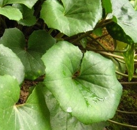 머위 효능과 부작용 고르는법 먹는법 칼로리