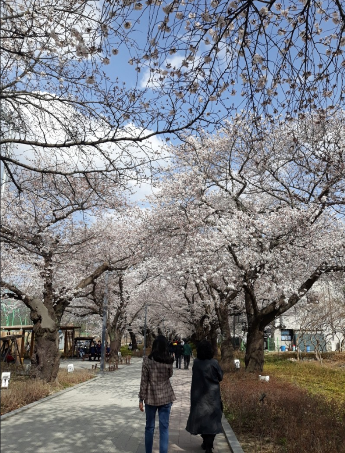 언양작천정벚꽃