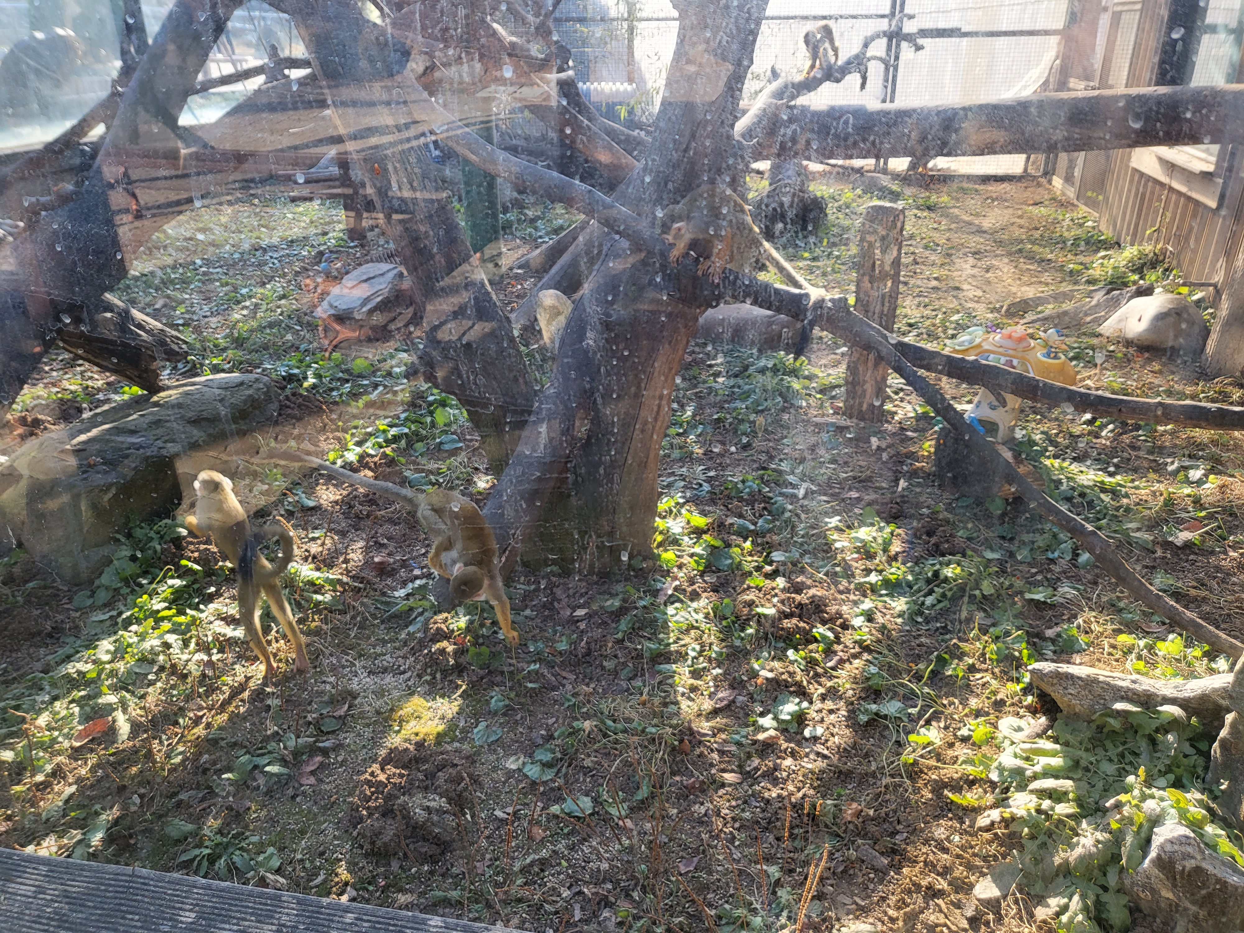 청주 동물원 - 다람지 원숭이