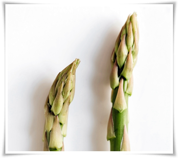 텃밭 "아스파라거스 기르기" 한 번 심으면 10년 동안 거두는 황금 채소!