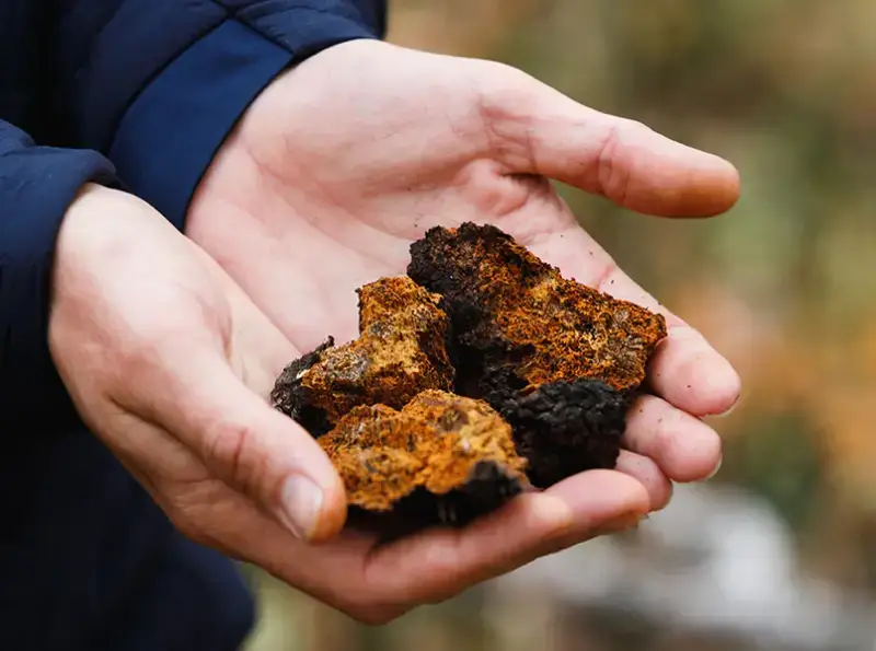 손위에 놓인 차가버섯 조각