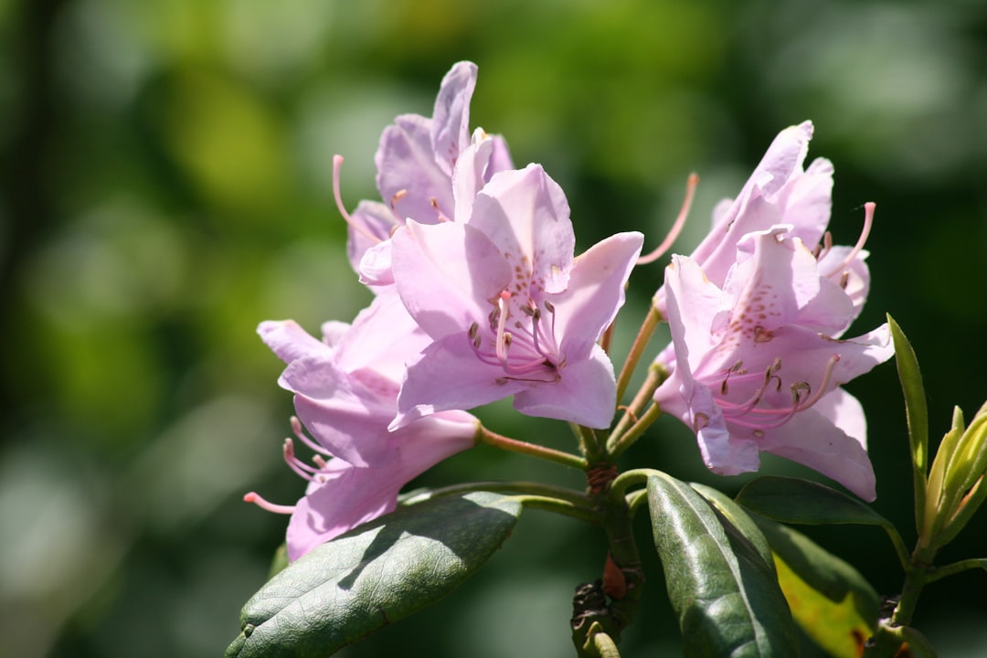Azalea