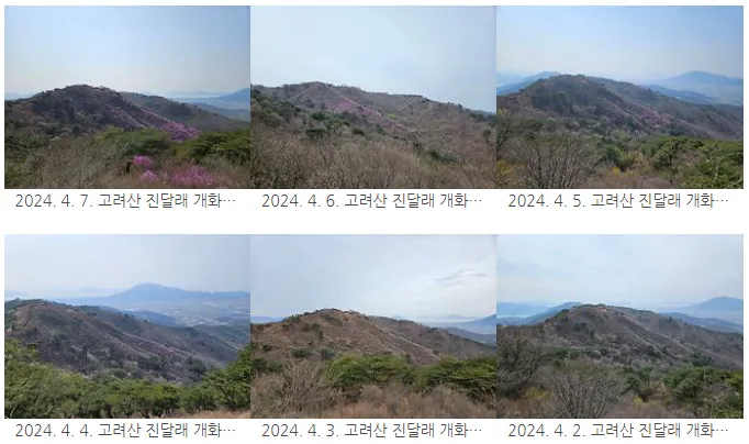 강화 고려산 진달래 개화 현황