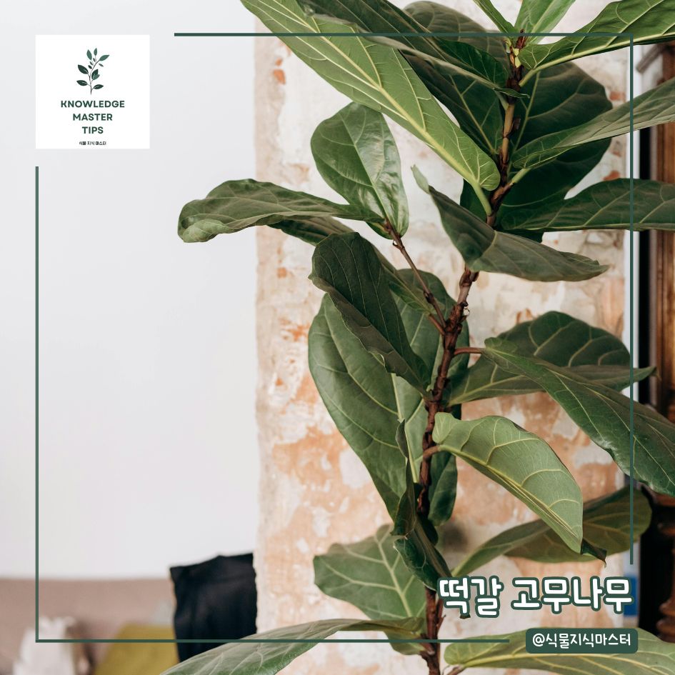 실내용 나무, 떡갈 고무나무