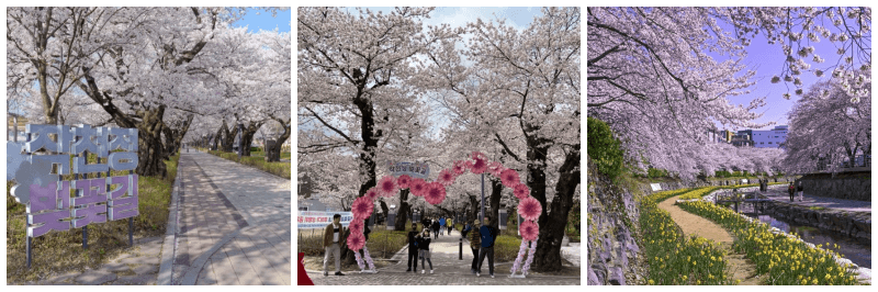 작천정벚꽃축제 사진 3개