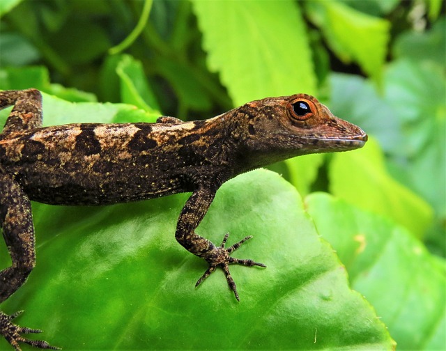 생쥐를 먹는 파충류를 위한 프리킬드(죽은 먹이) 대 생먹이 비교