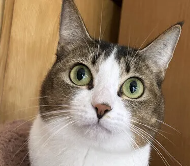 고양이 심장병