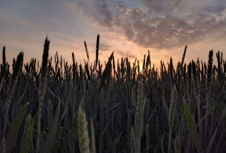 양곡법이란 양곡법 개정안 거부 이유 쟁점 내용 뜻