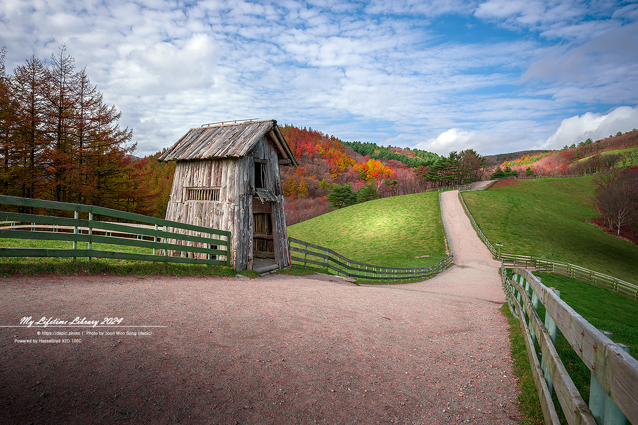 가을 평창 대관령 양떼목장 목장