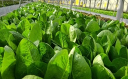 서유채농장-친환경채소