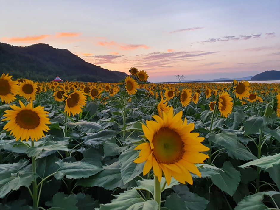 인천 강화도 가볼만한곳 🌻 난정리 해바라기마을 정원