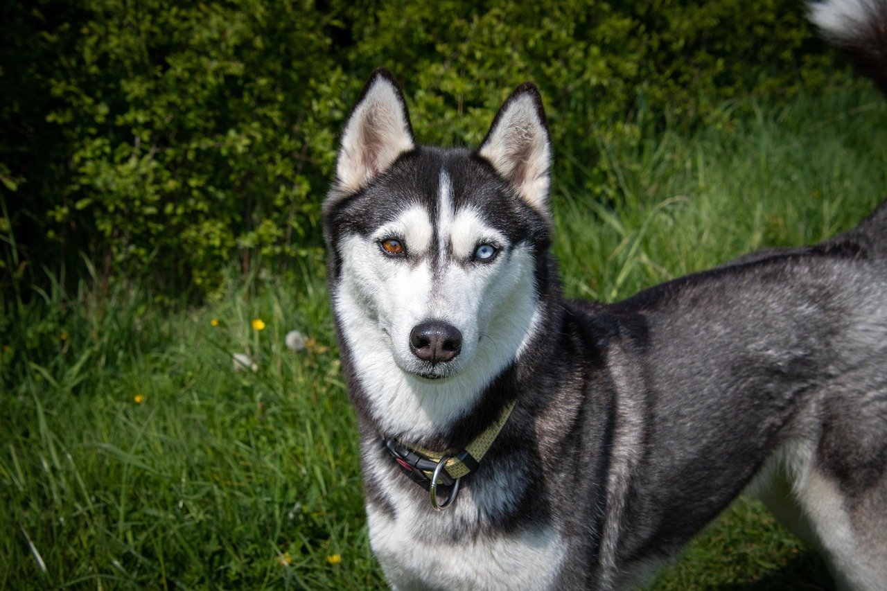 강아지 털관리 (13)