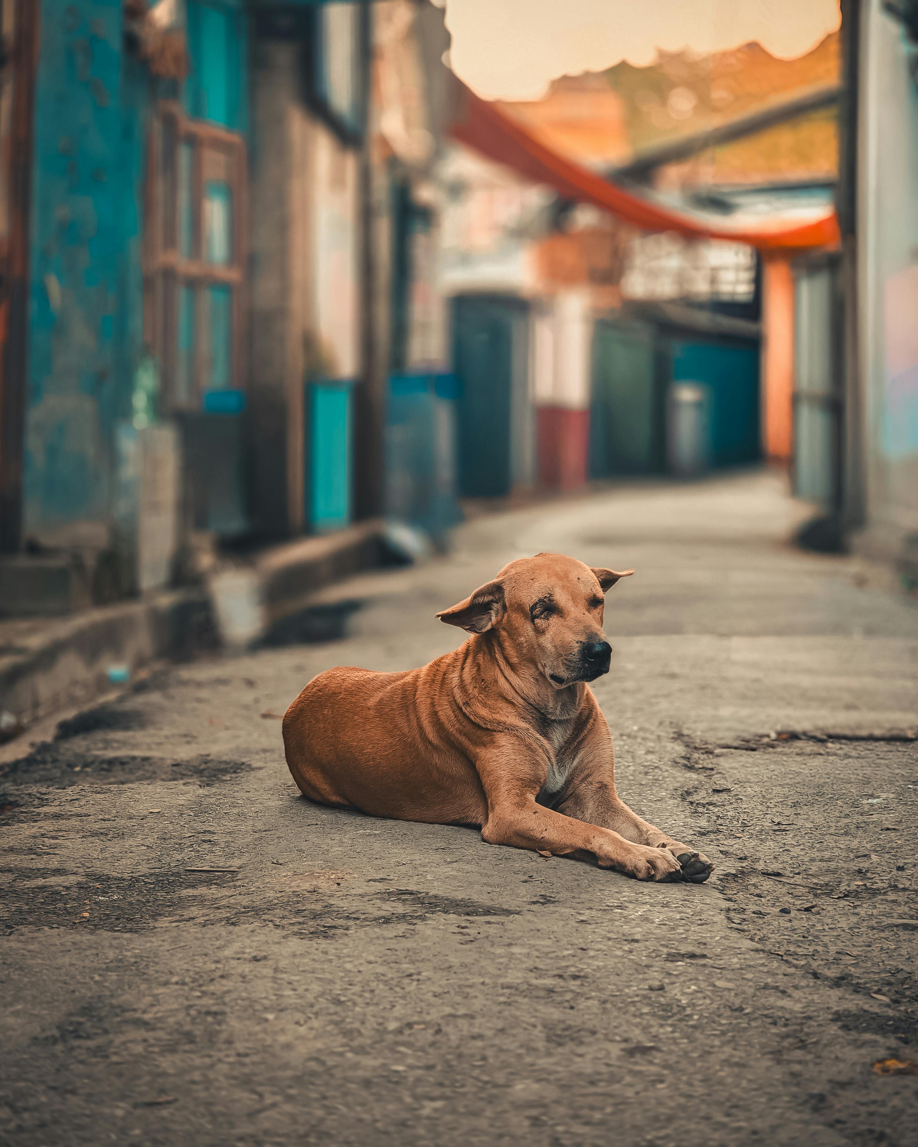 고령 반려동물(실버펫) 케어 시장 2026｜의료&middot;영양&middot;보험 완전 분석